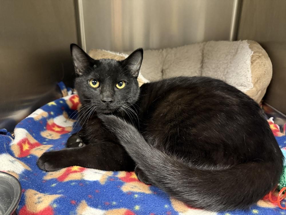 Prowler, Adoptable, Kitten Male Domestic Short Hair.