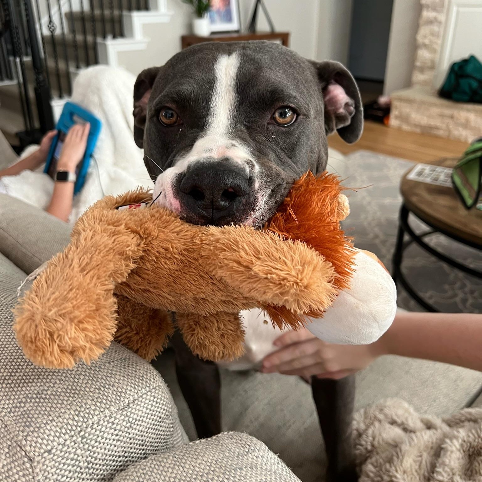Enlarge Gunner, a Adoptable Pit Bull Terrier in Plano, TX image 2/6