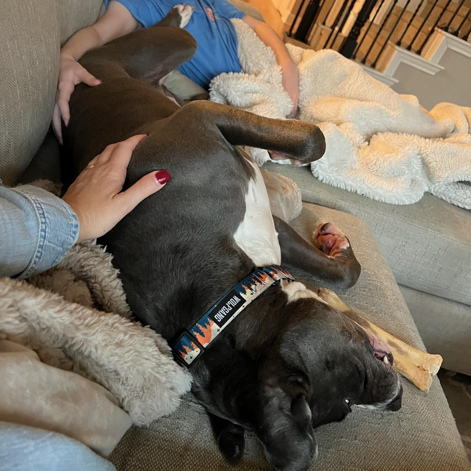 Enlarge Gunner, a Adoptable Pit Bull Terrier in Plano, TX image 3/6