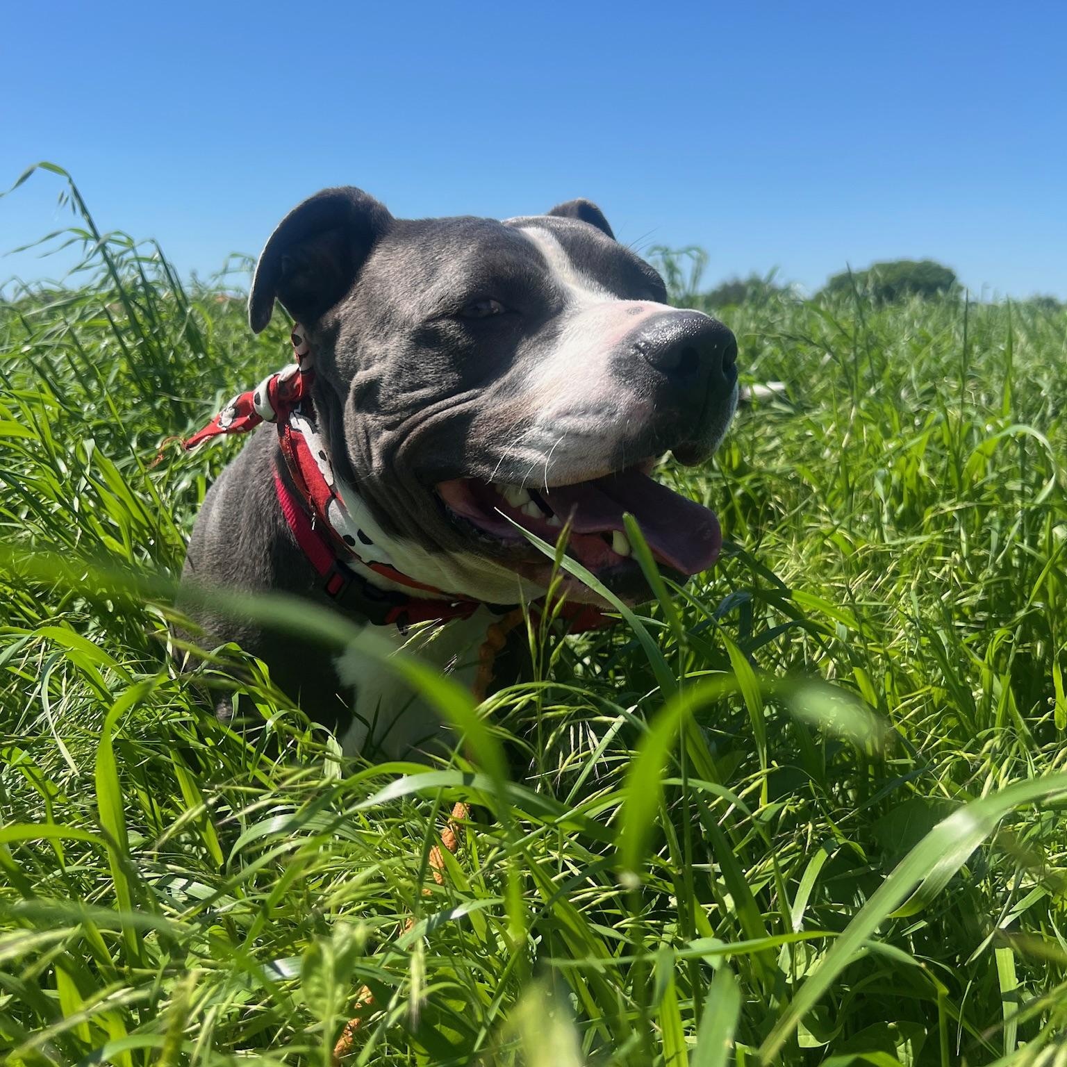 Enlarge Gunner, a Adoptable Pit Bull Terrier in Plano, TX image 4/6