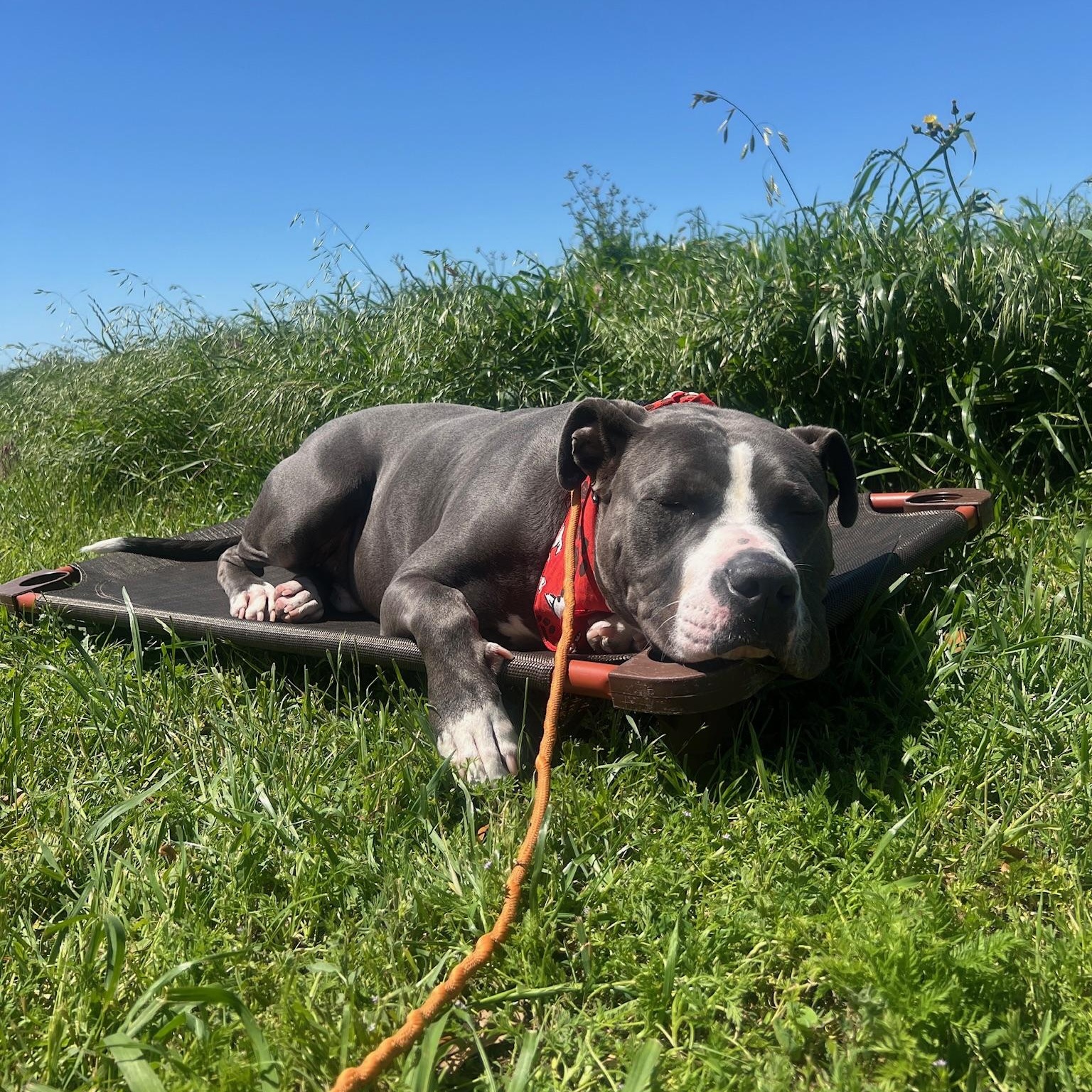 Enlarge Gunner, a Adoptable Pit Bull Terrier in Plano, TX image 5/6