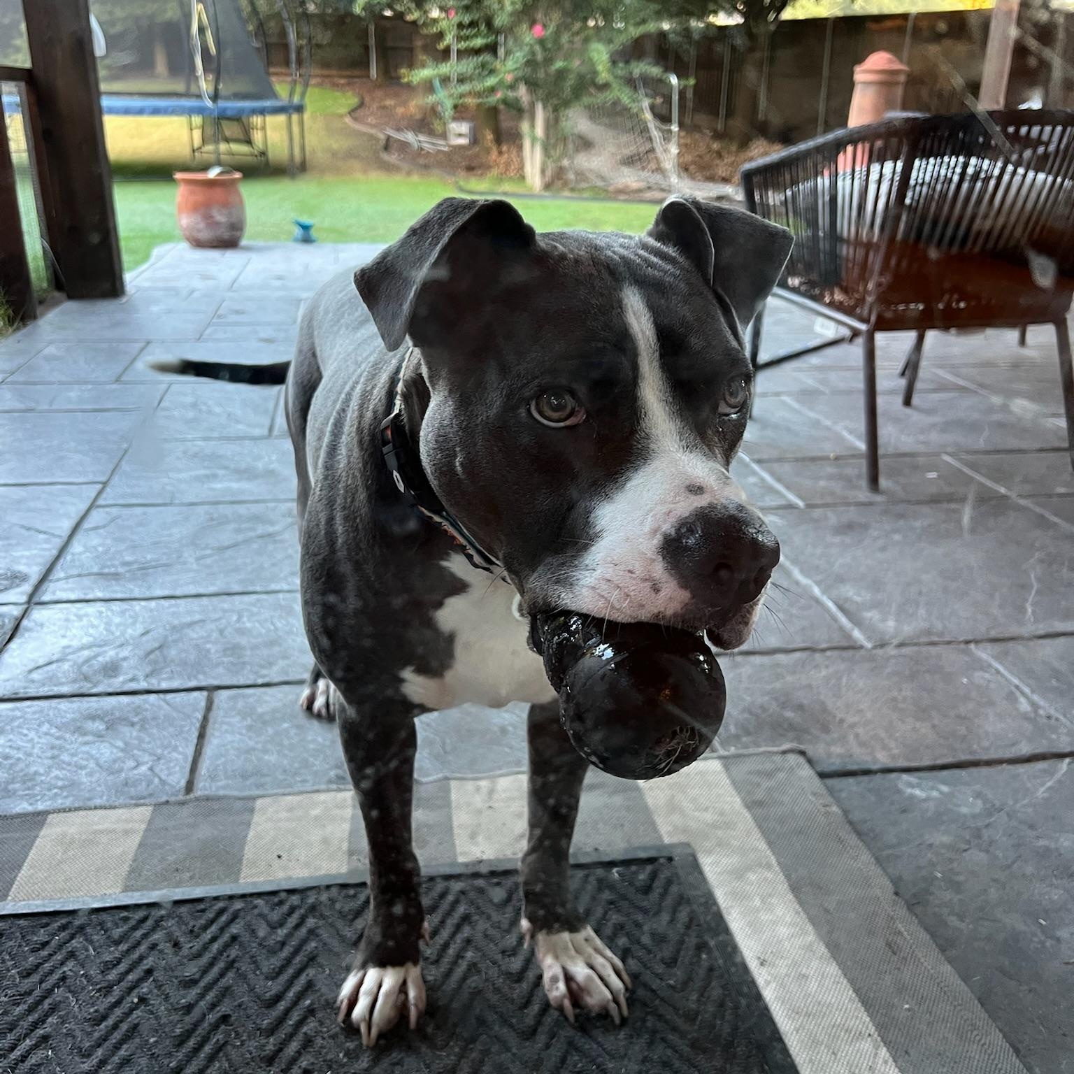 Enlarge Gunner, a Adoptable Pit Bull Terrier in Plano, TX image 6/6