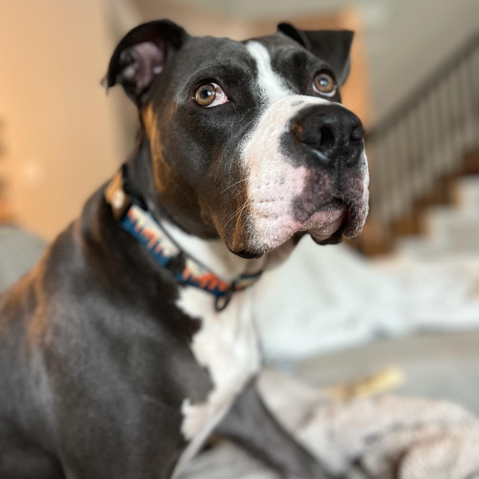 Enlarge Gunner, a Adoptable Pit Bull Terrier in Plano, TX image 1/6