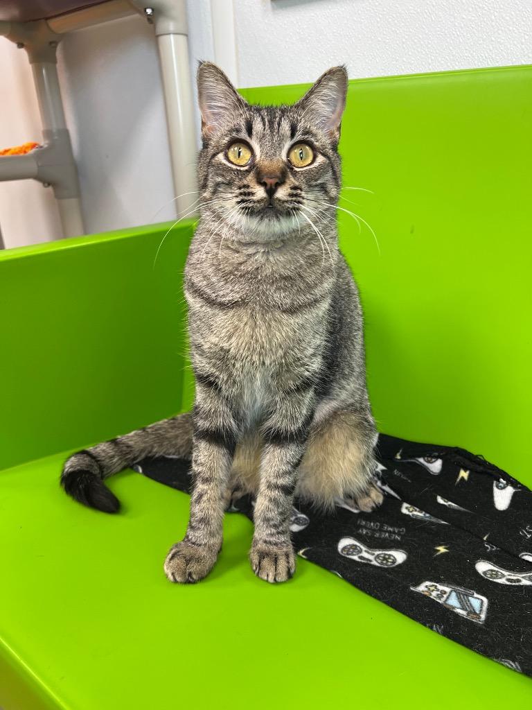 Thyme, a Adoptable mixed breed in Corpus Christi, TX image 3/6