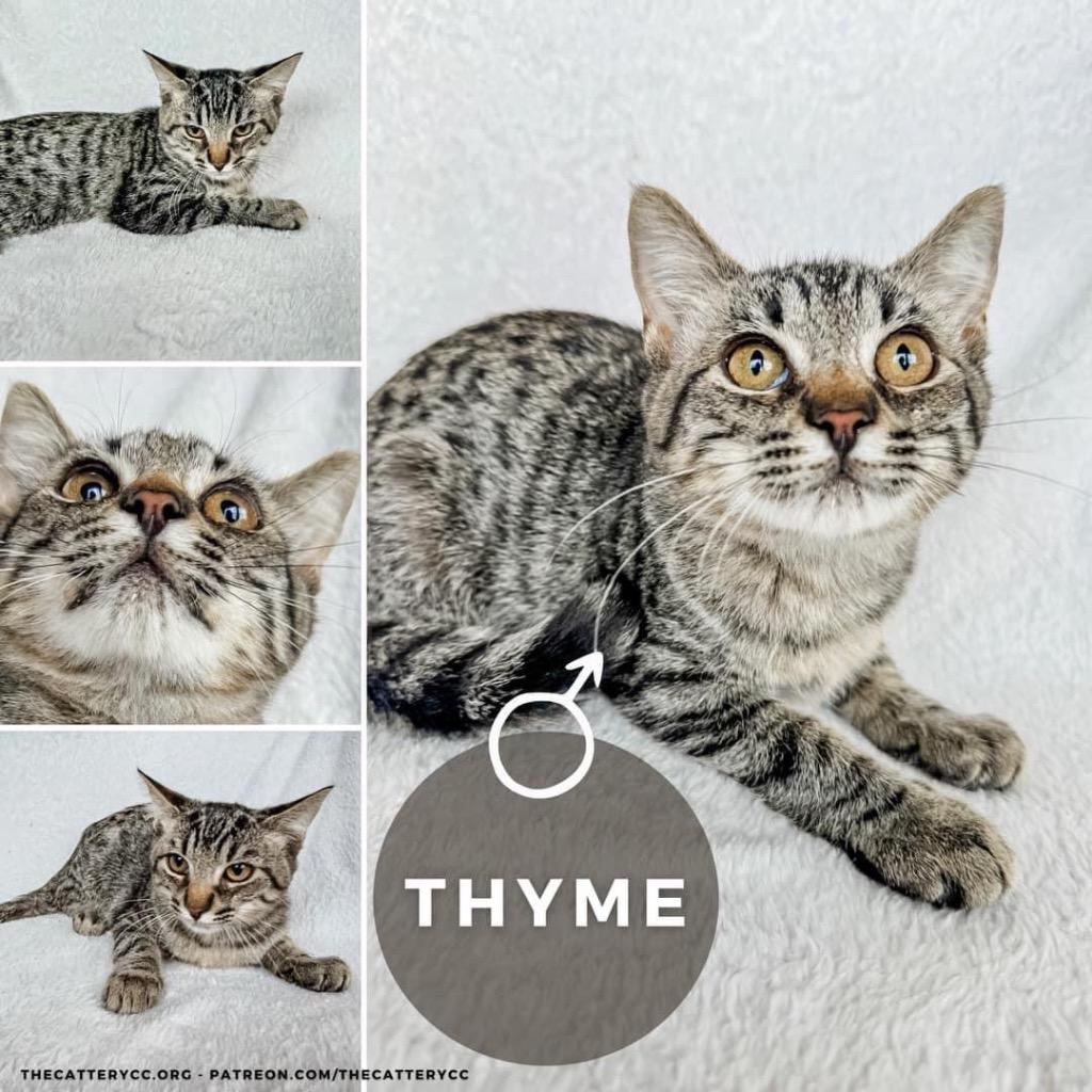 Thyme, a Adoptable mixed breed in Corpus Christi, TX image 6/6