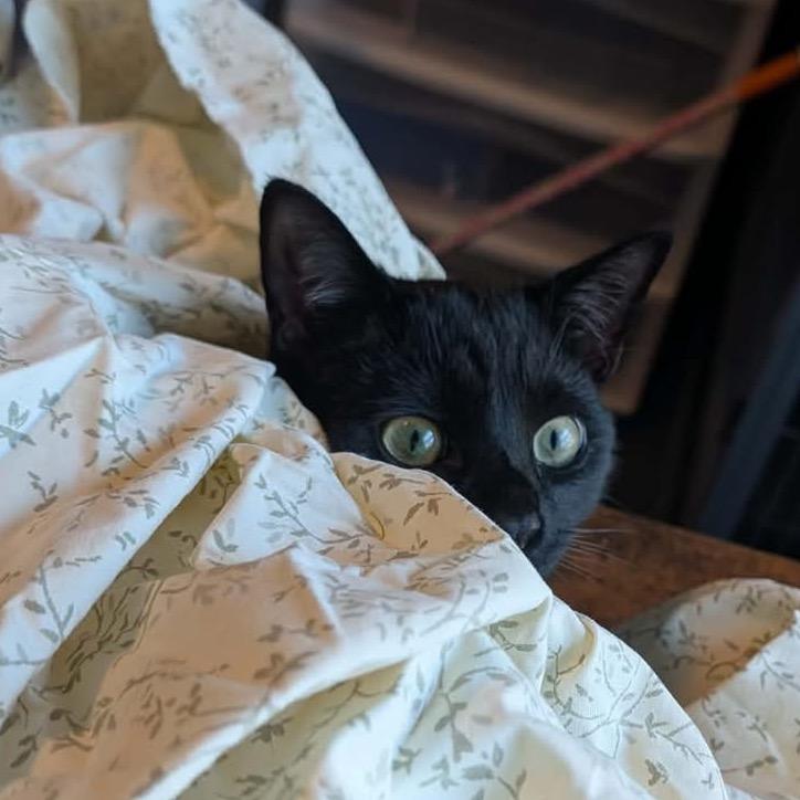 Inky 54708, a Adoptable Domestic Short Hair in Lansing, MI image 1/3