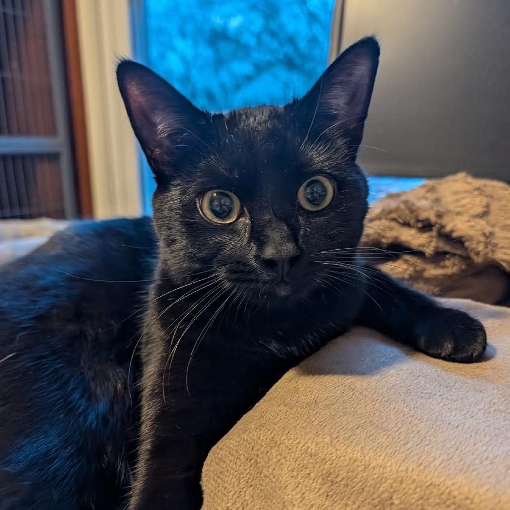 Enlarge Inky 54708, a Adoptable Domestic Short Hair in Lansing, MI image 2/5