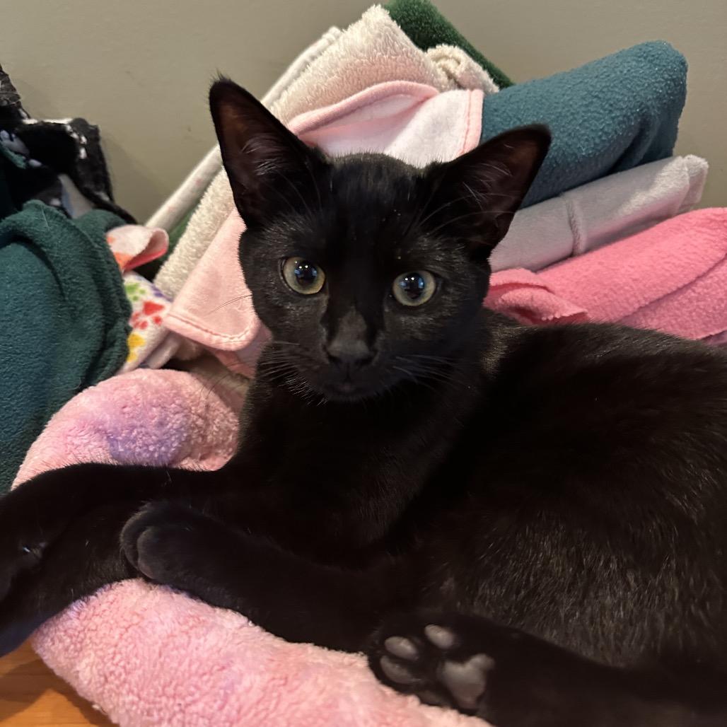 Inky 54708, a Adoptable Domestic Short Hair in Lansing, MI image 2/3