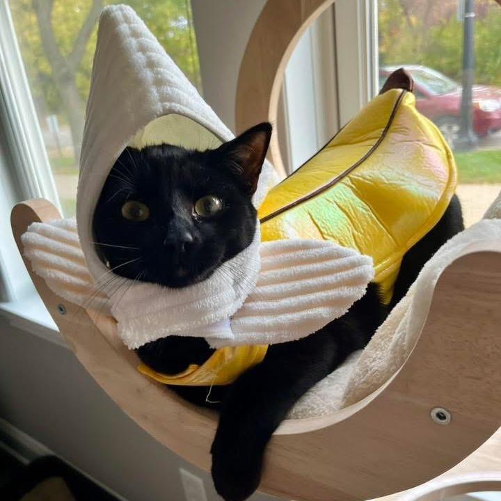 Enlarge Inky 54708, a Adoptable Domestic Short Hair in Lansing, MI image 3/5