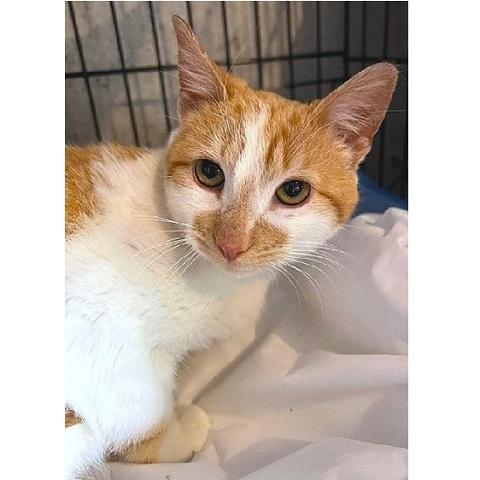 Spearow, ADOPTABLE, Young Male Tabby.