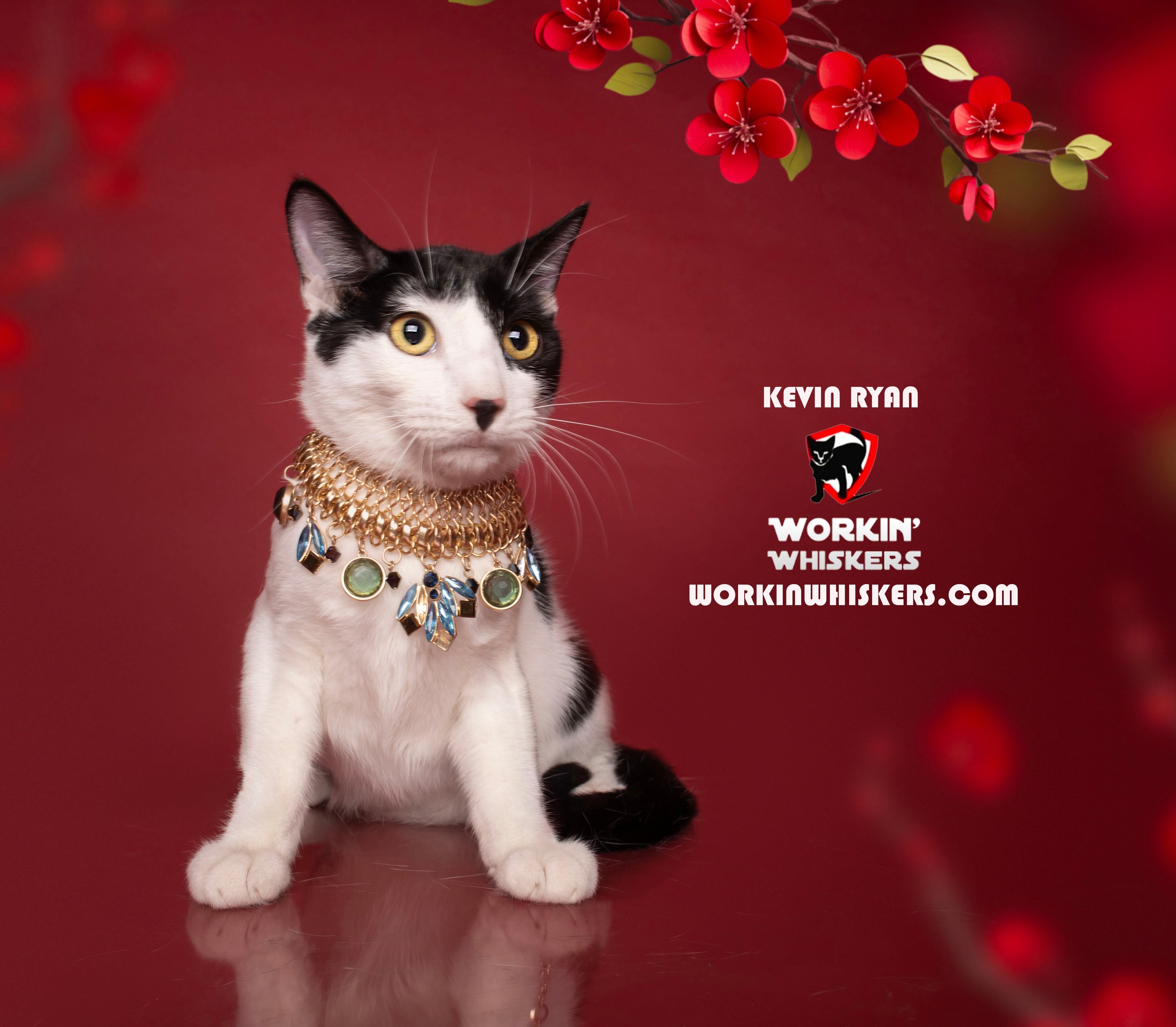 Enlarge KEVIN RYAN, a Adoptable mixed breed in HEMET, CA image 1/1