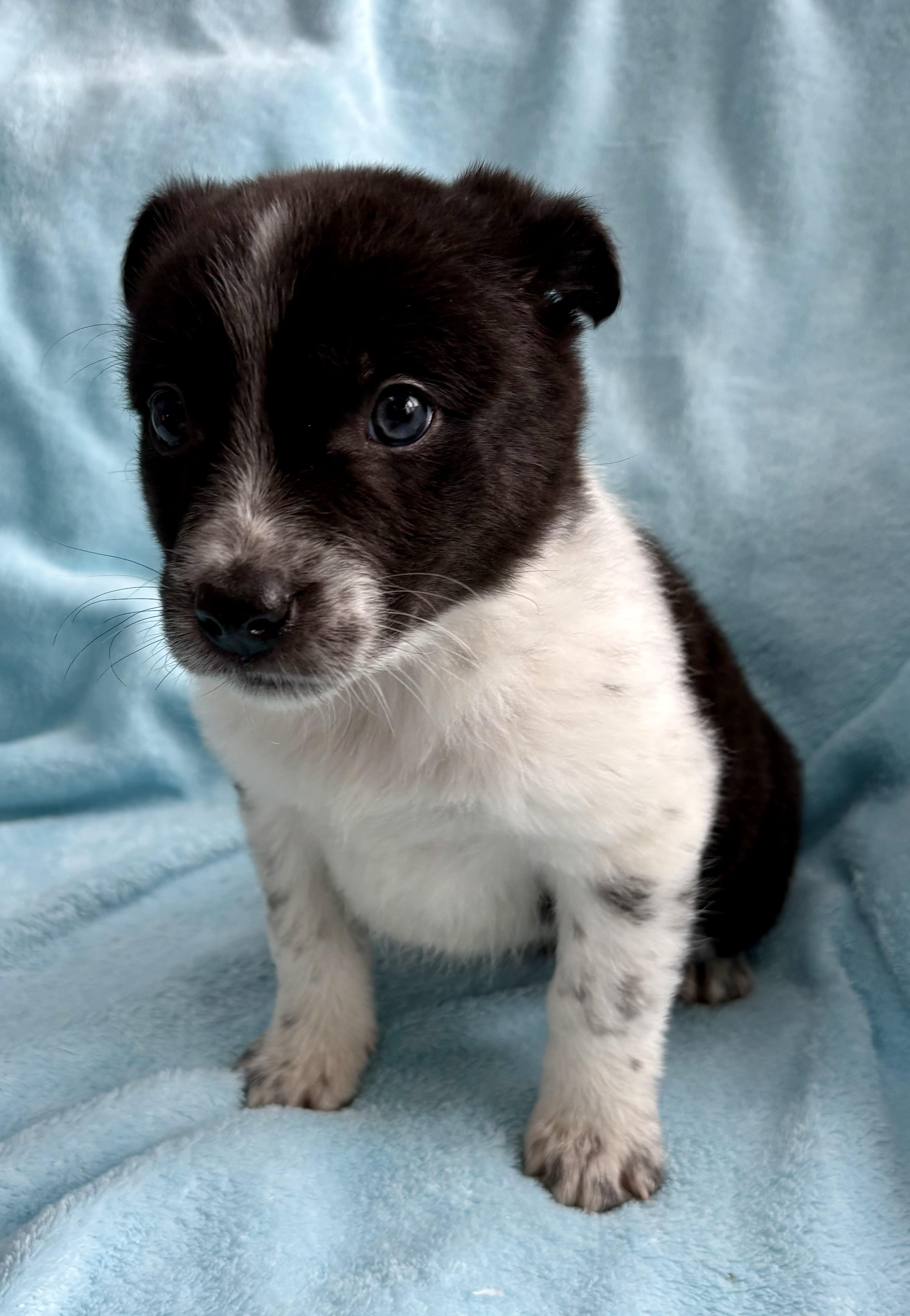 Mickey, ADOPTABLE, Puppy Male Border Collie.