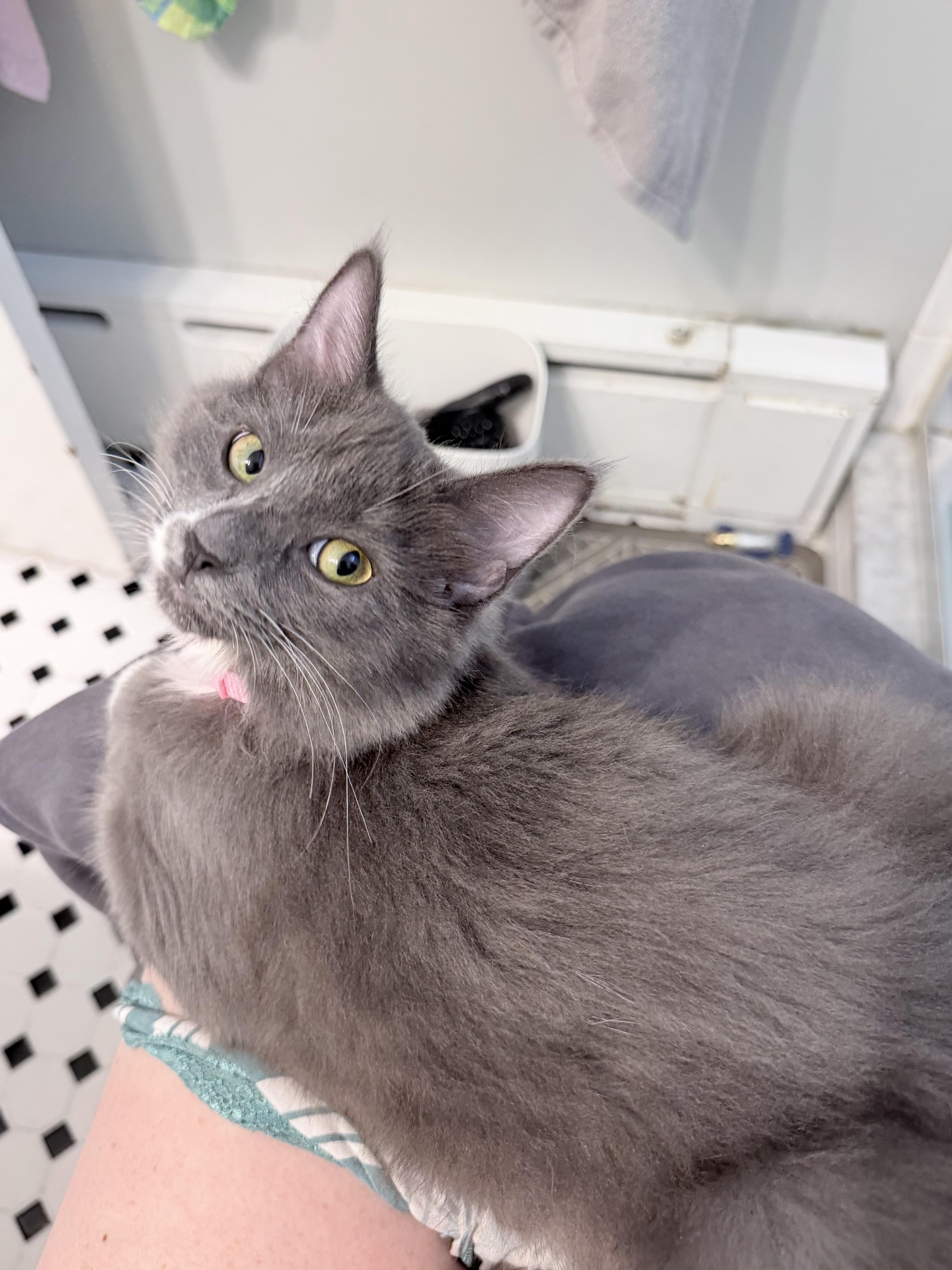 Aurora, Adopted, Young Female Domestic Long Hair.