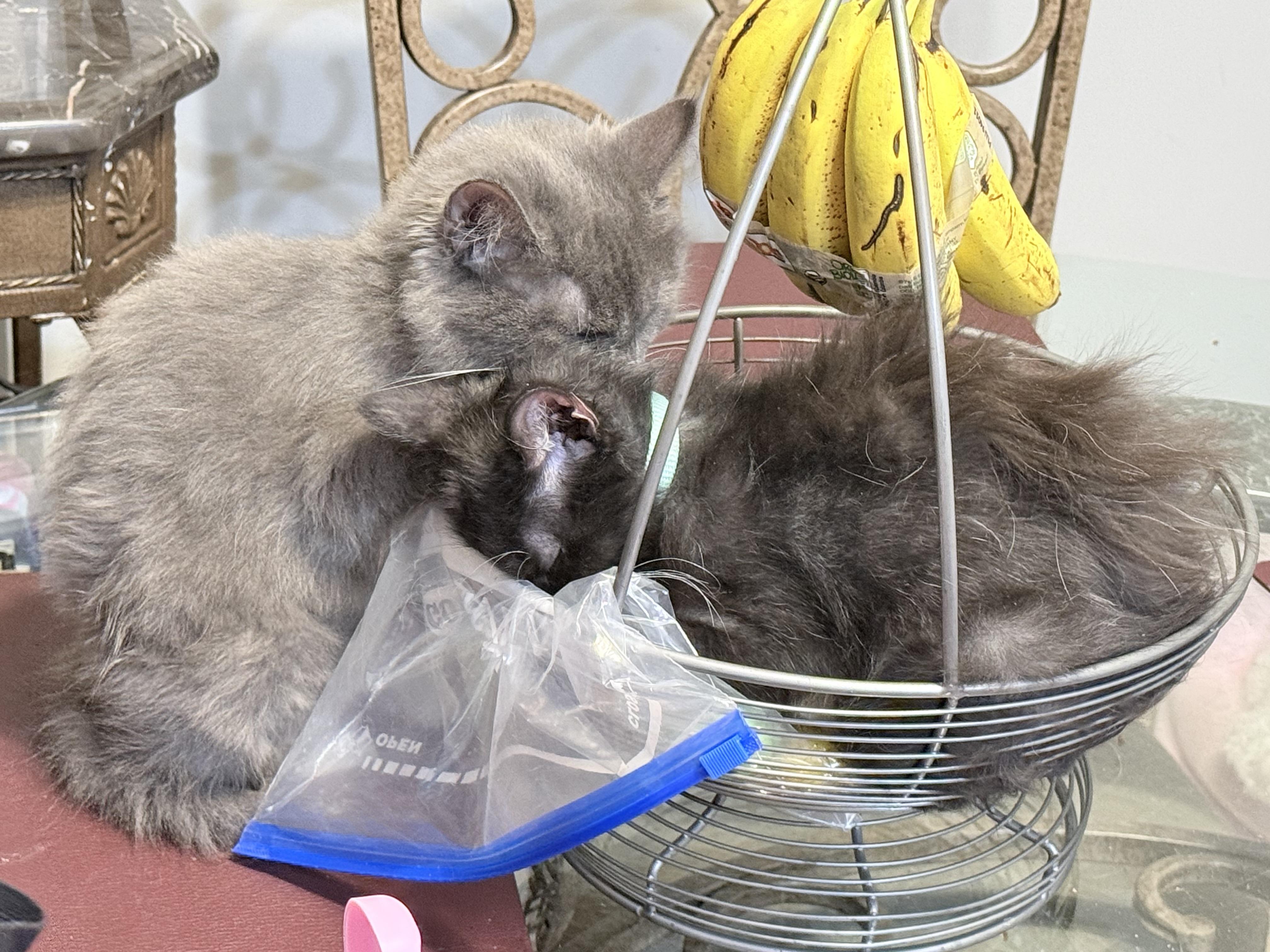 Enlarge Aurora, a Adopted Domestic Long Hair in Philadelphia, PA image 2/6