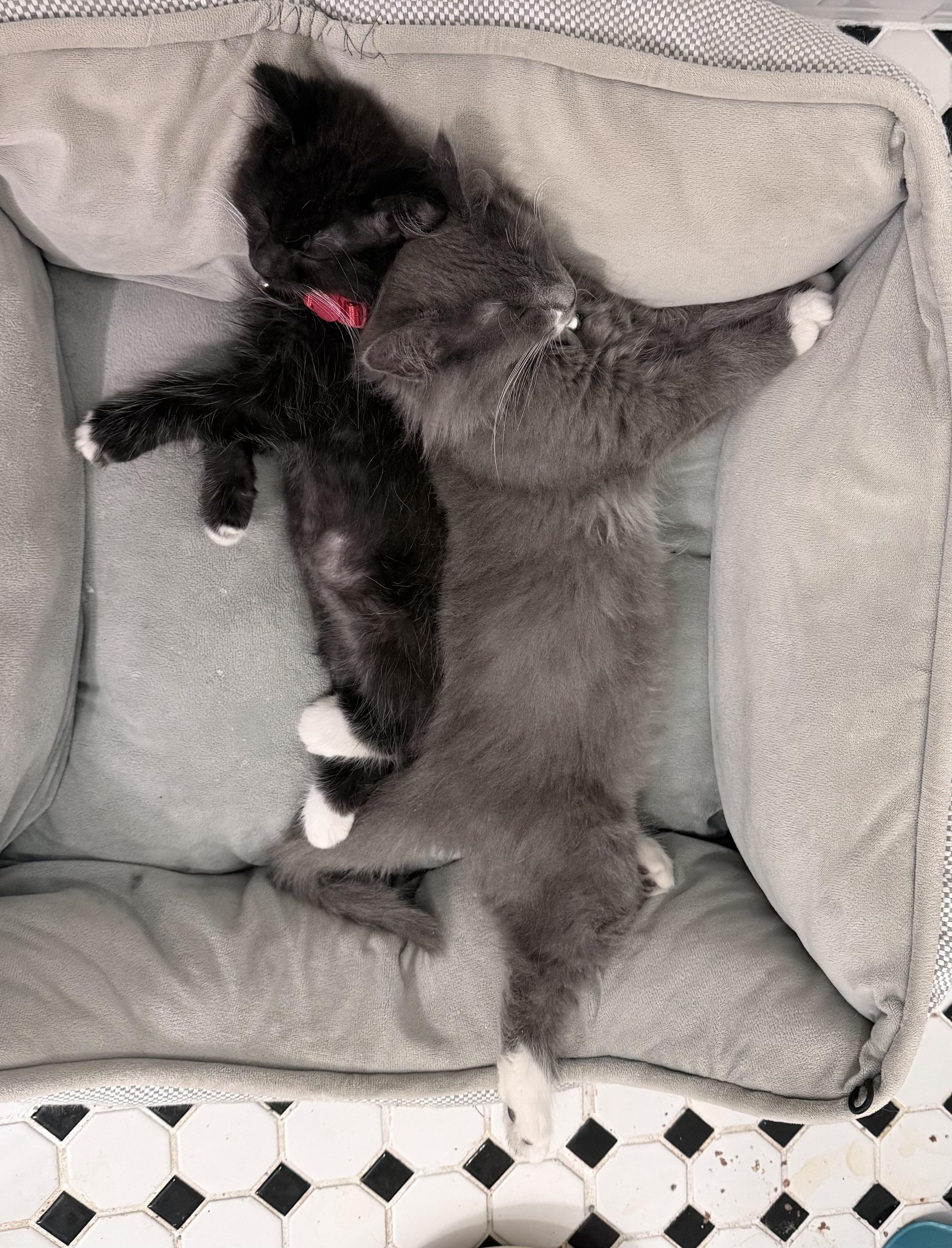 Enlarge Aurora, a Adopted Domestic Long Hair in Philadelphia, PA image 3/6