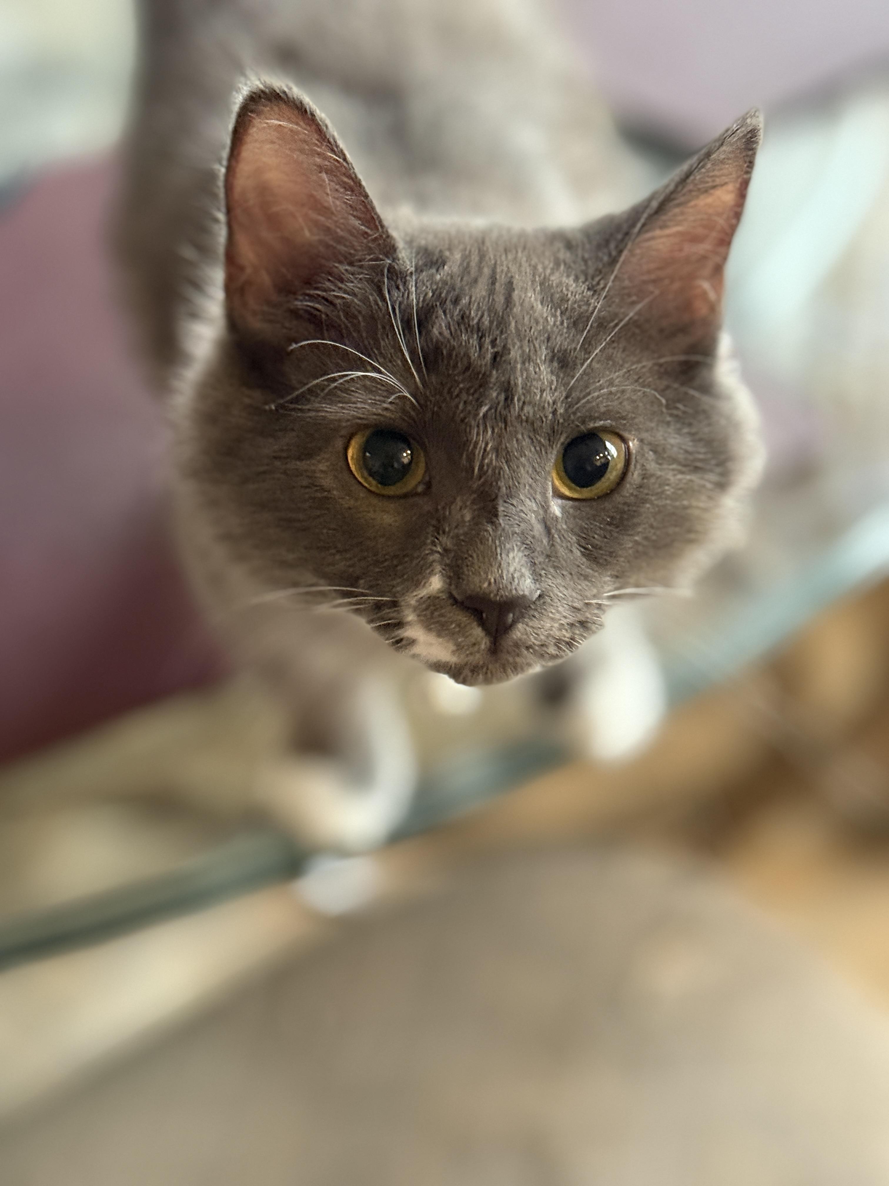 Enlarge Aurora, a Adopted Domestic Long Hair in Philadelphia, PA image 4/6