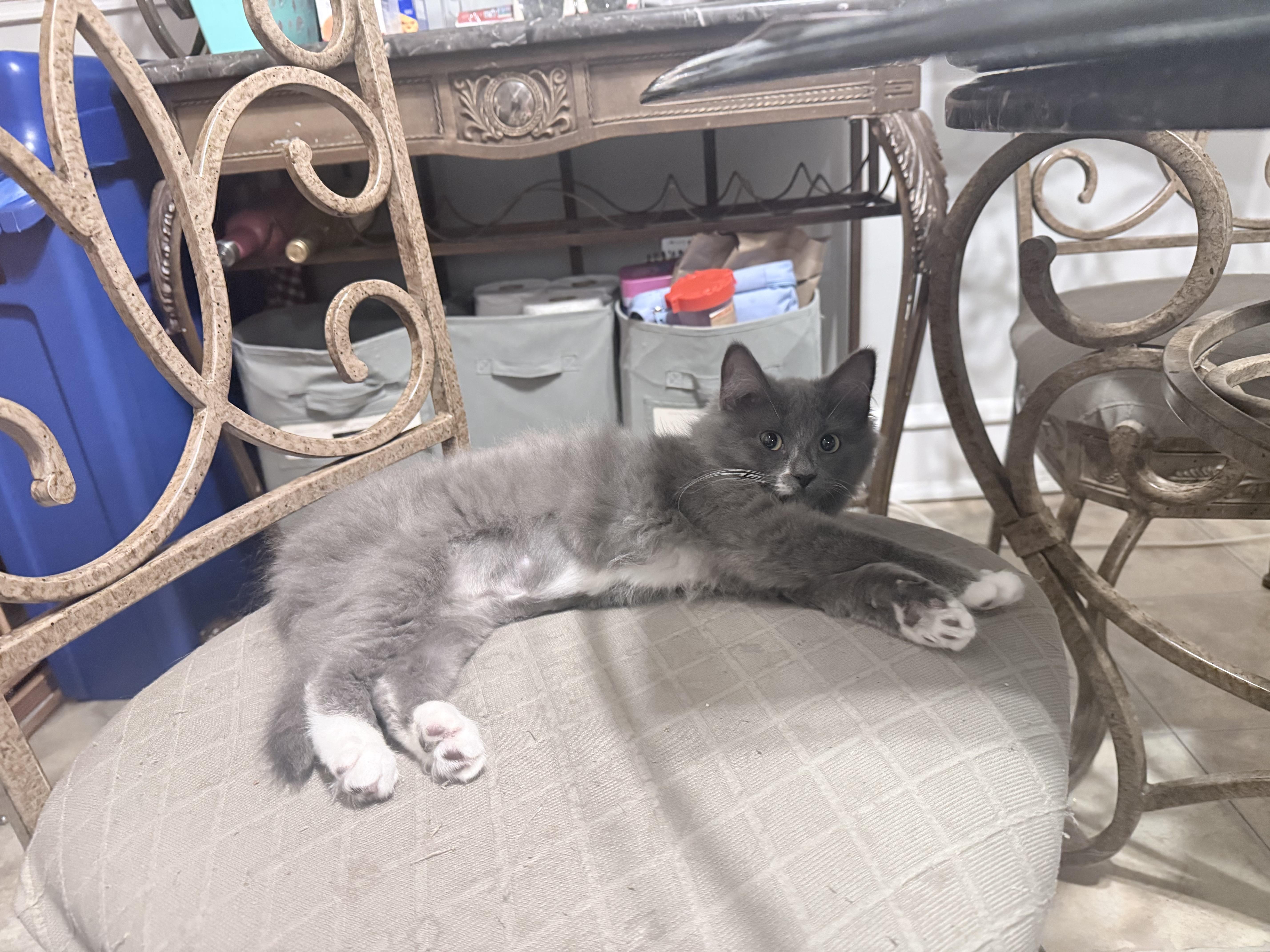 Enlarge Aurora, a Adopted Domestic Long Hair in Philadelphia, PA image 5/6