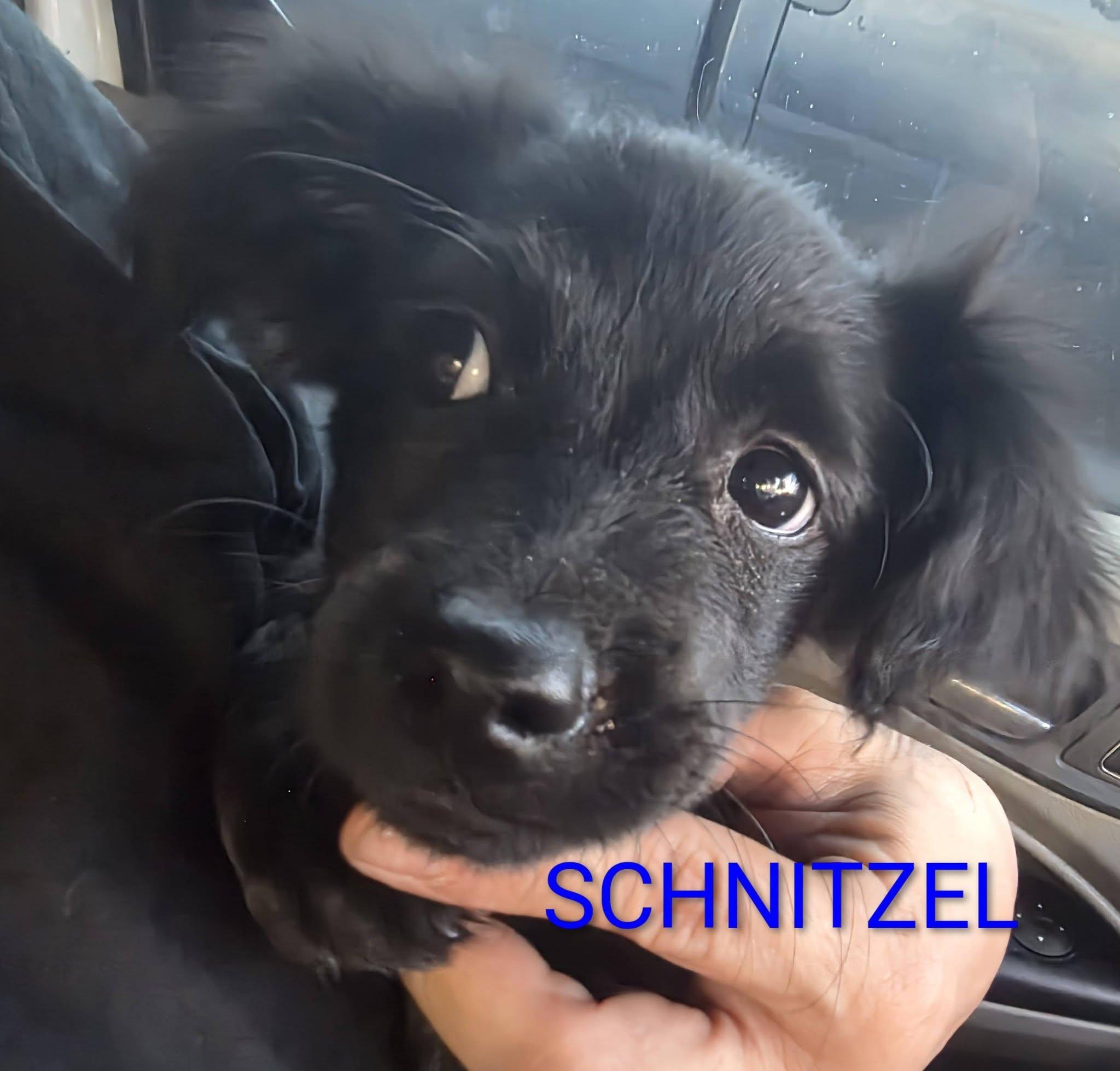 Enlarge Schnitzel, a Adopted mixed breed in Dallas, TX image 2/2