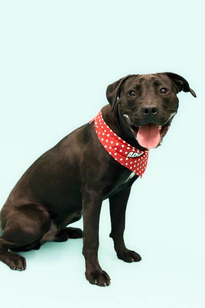 Night (88845), Adopted, Young Male Pit Bull Terrier.