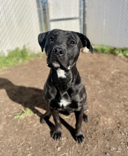 Night (88845), a Adopted mixed breed in Spanish Fork, UT image 2/2