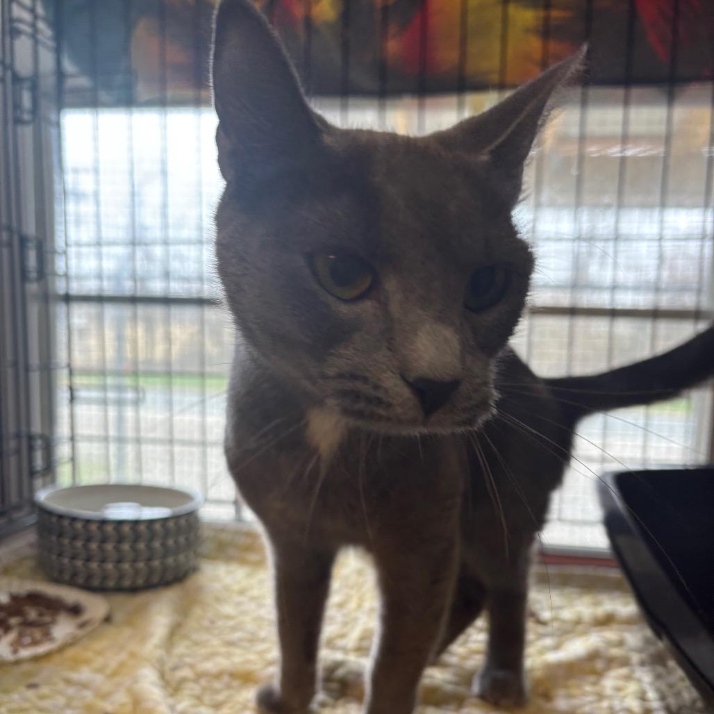 Enlarge Night Shade, a Adoptable Domestic Short Hair in Pennsville, NJ image 1/2