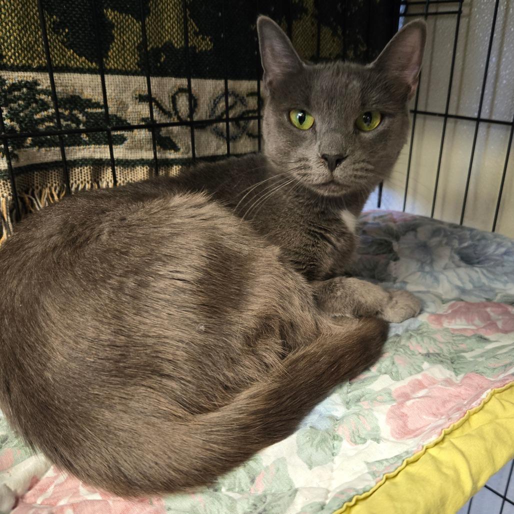 Enlarge Night Shade, a Adoptable Domestic Short Hair in Pennsville, NJ image 2/2