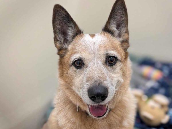 Quincey — thumbnail 3