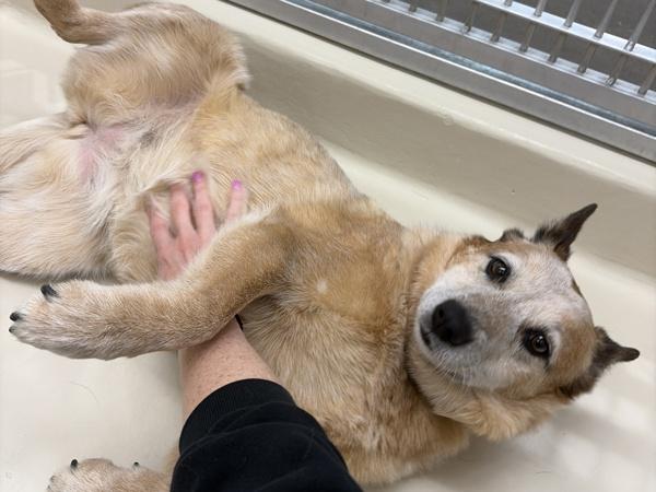 Quincey — thumbnail 4