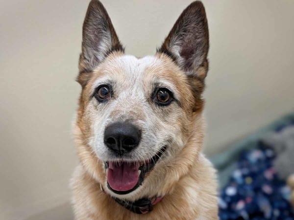 Quincey — thumbnail 5