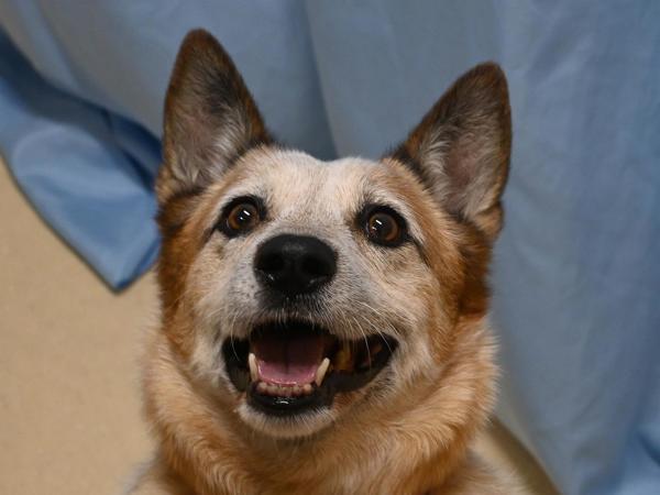 Quincey — thumbnail 6