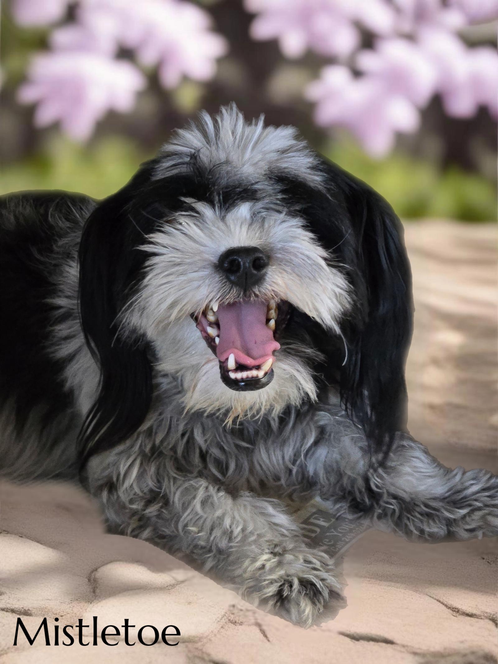 Enlarge Mistletoe, a Adoptable Shih Tzu in Phelan, CA image 1/3