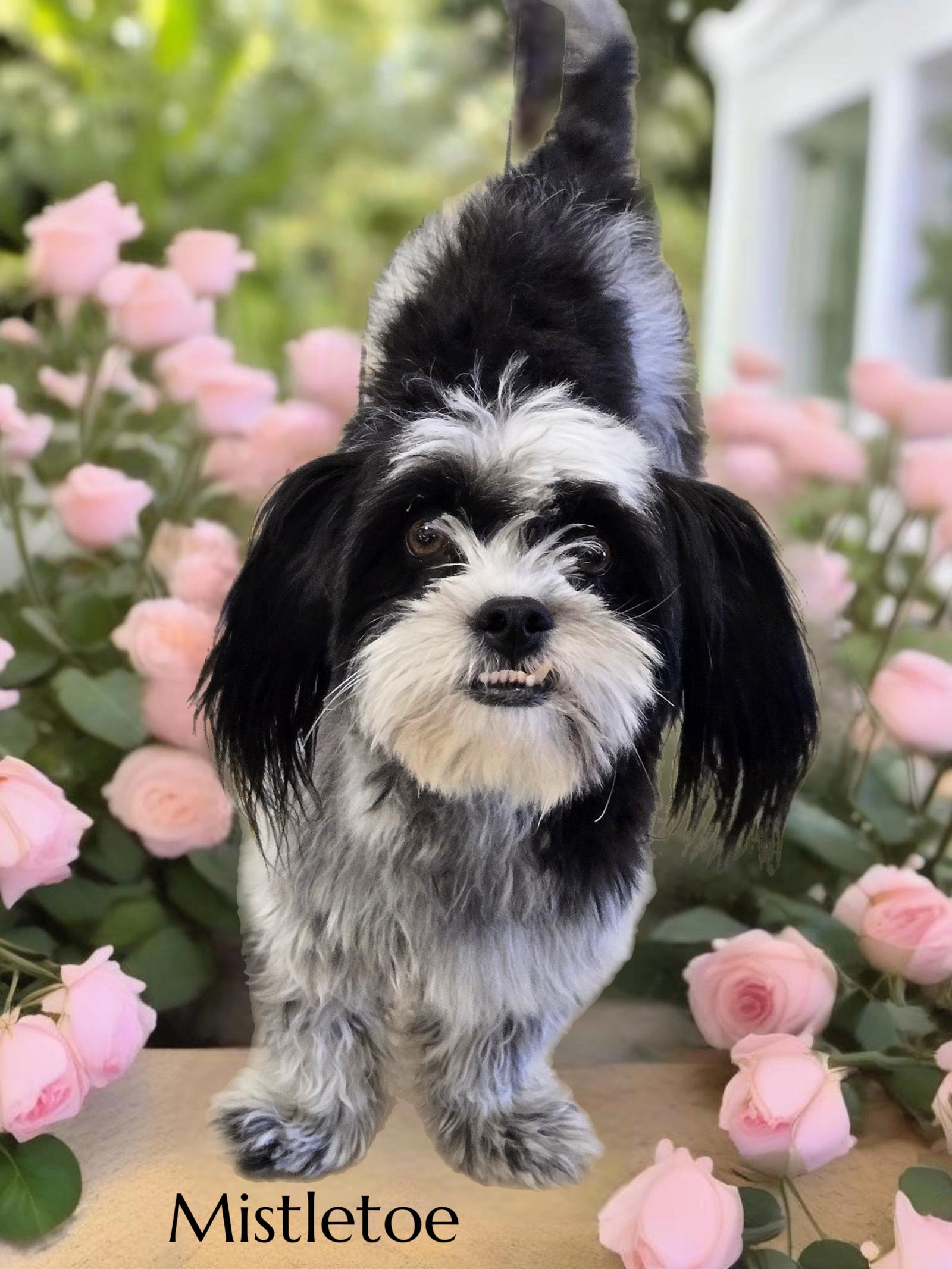 Enlarge Mistletoe, a Adoptable Shih Tzu in Phelan, CA image 2/3