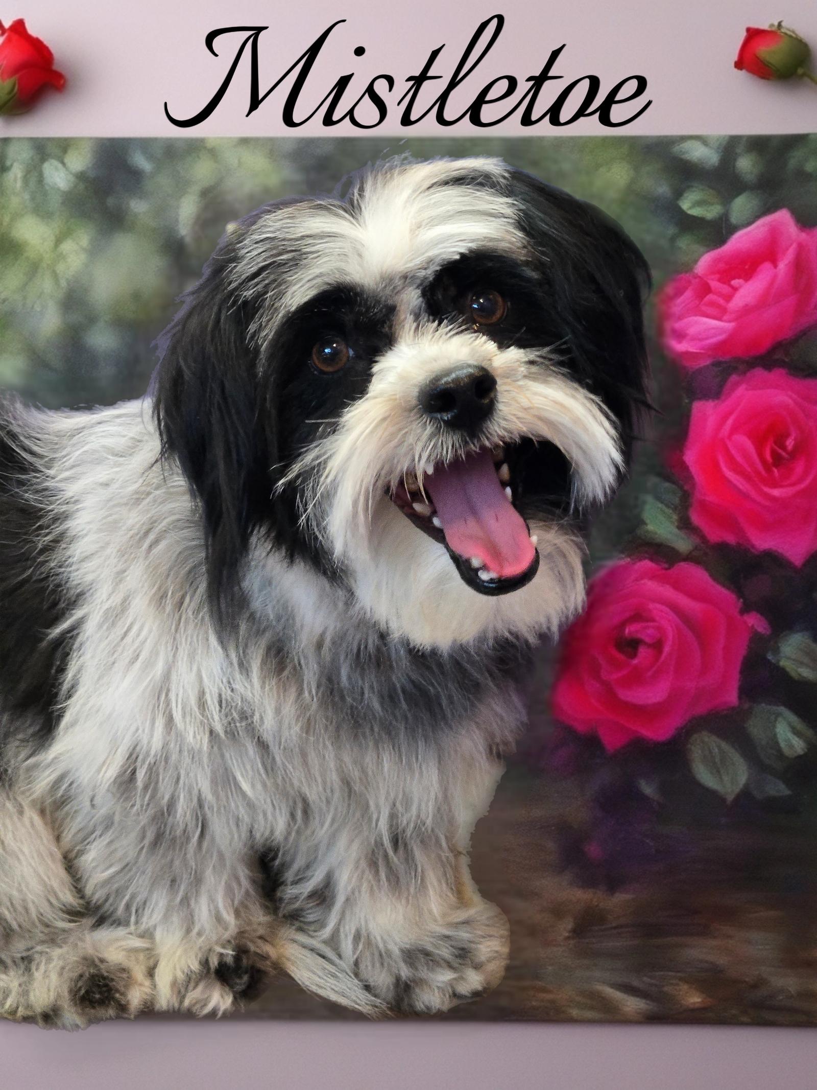 Enlarge Mistletoe, a Adoptable Shih Tzu in Phelan, CA image 3/3