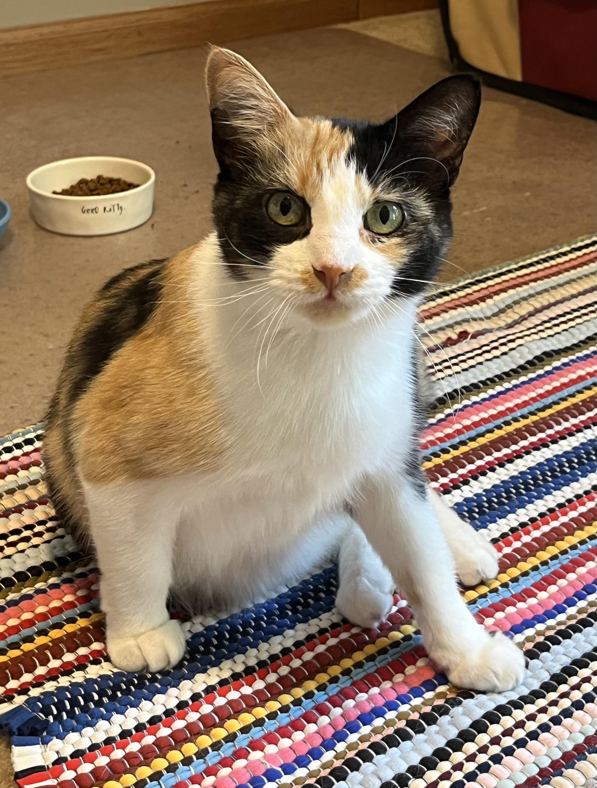 Enlarge Melody, a ADOPTABLE Domestic Short Hair in Port Washington, WI image 6/6