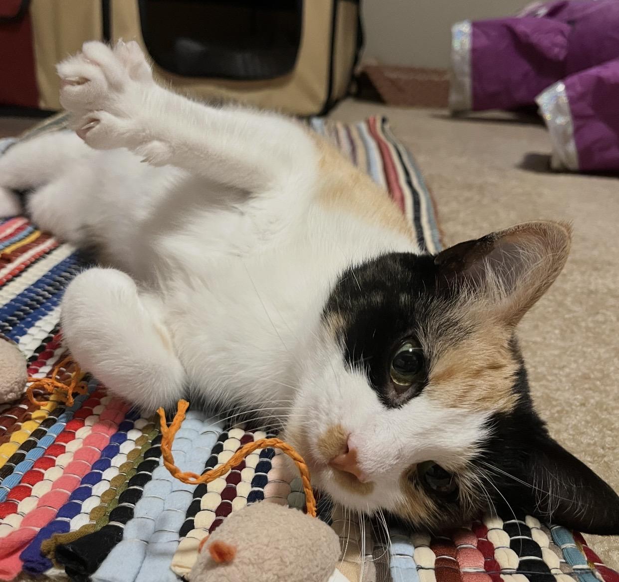Enlarge Melody, a ADOPTABLE Domestic Short Hair in Port Washington, WI image 3/6