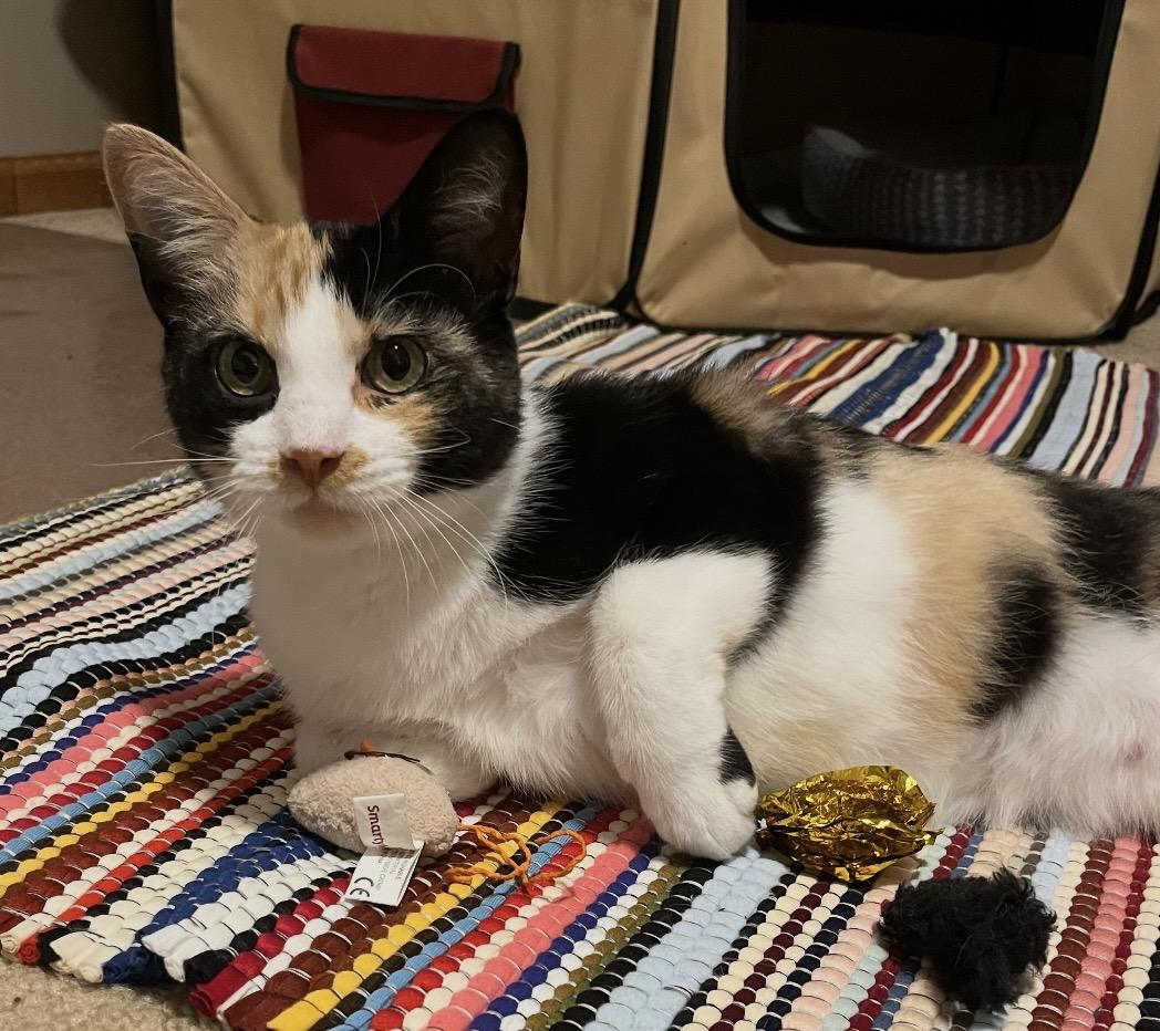 Enlarge Melody, a ADOPTABLE Domestic Short Hair in Port Washington, WI image 4/6