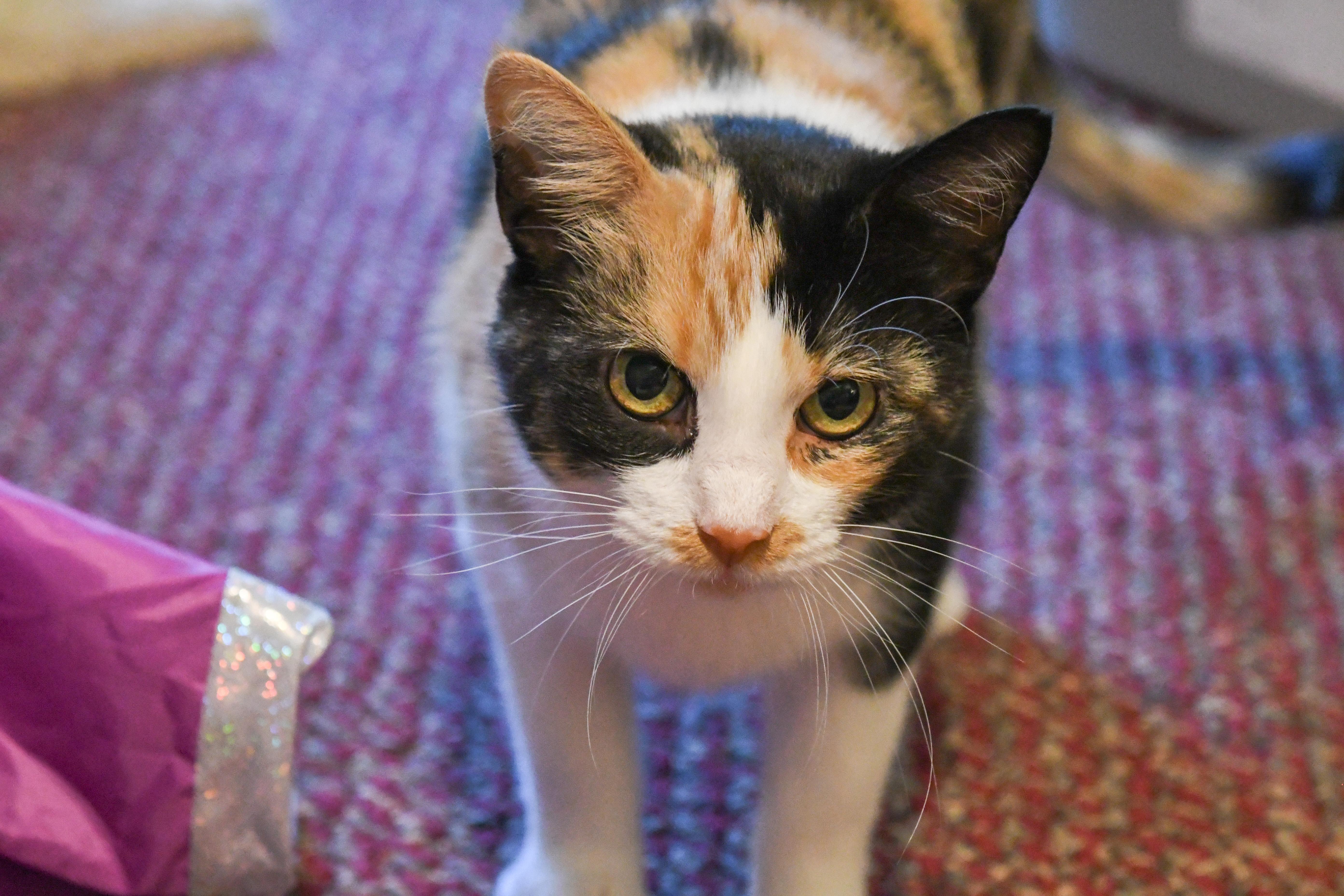 Enlarge Melody, a ADOPTABLE Domestic Short Hair in Port Washington, WI image 1/6