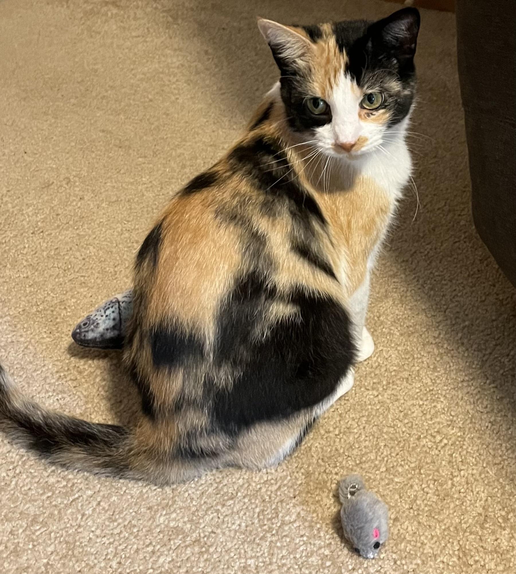 Enlarge Melody, a ADOPTABLE Domestic Short Hair in Port Washington, WI image 5/6