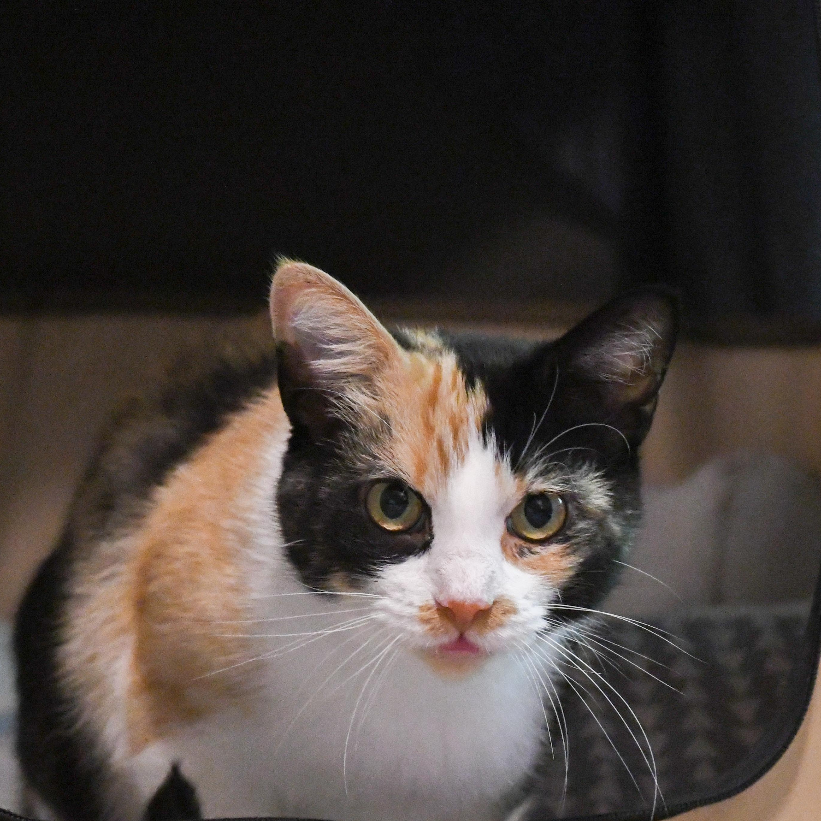 Melody, ADOPTABLE, Adult Female Domestic Short Hair.