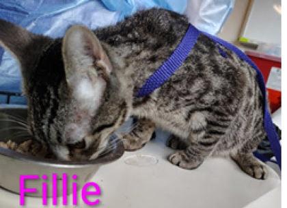 Enlarge Fillie, a Adoptable mixed breed in Beatrice, NE image 1/1