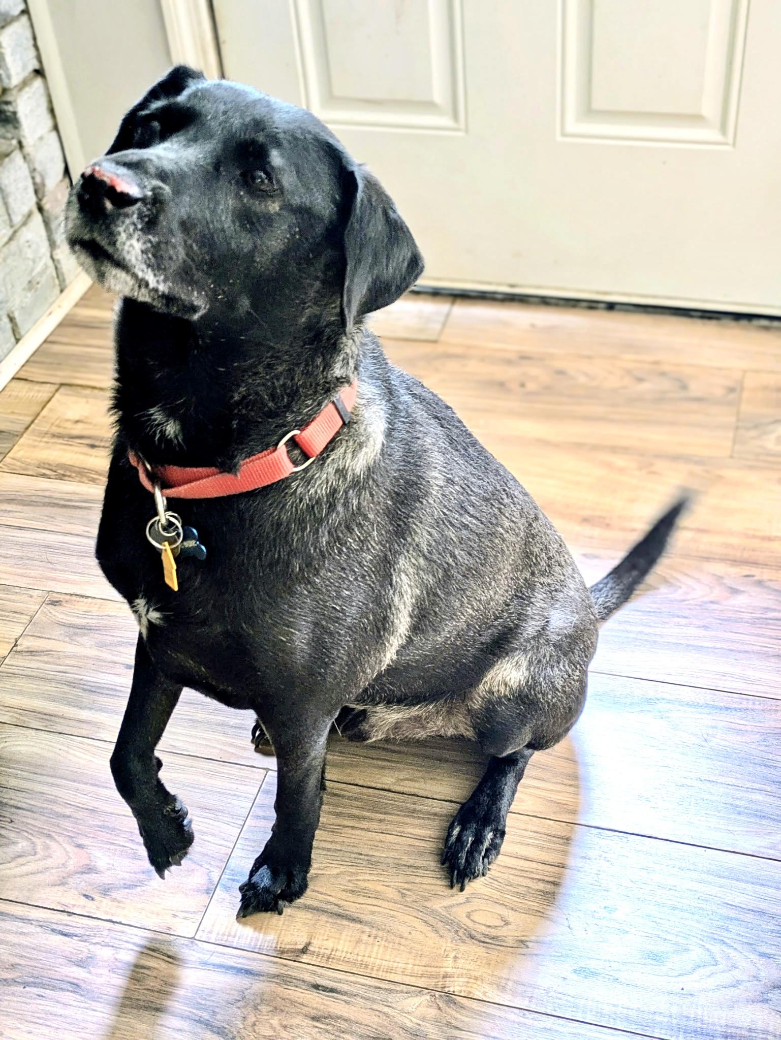 Enlarge Duke, a Adoptable Black Labrador Retriever in Ladson, SC image 3/5