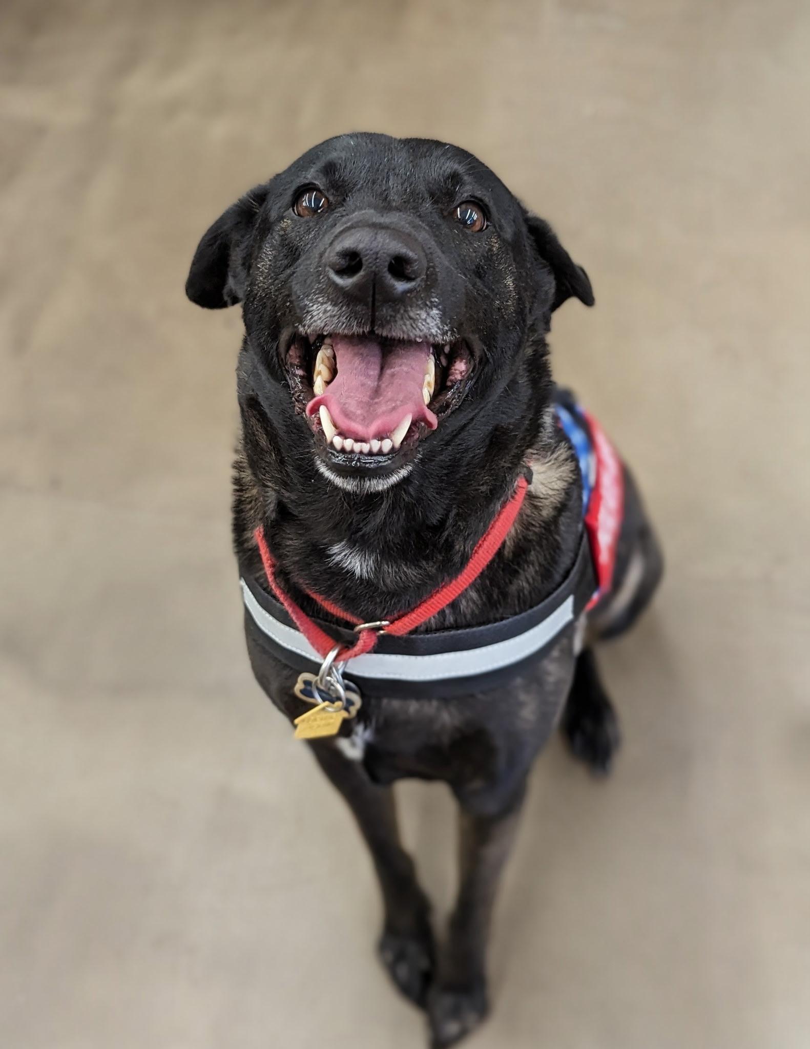 Enlarge Duke, a Adoptable Black Labrador Retriever in Ladson, SC image 2/5