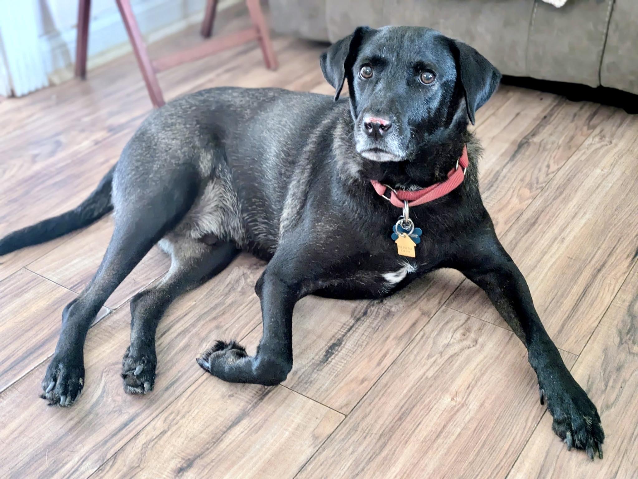 Enlarge Duke, a Adoptable Black Labrador Retriever in Ladson, SC image 4/5