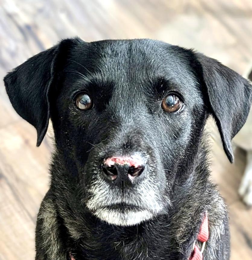 Enlarge Duke, a Adoptable Black Labrador Retriever in Ladson, SC image 5/5