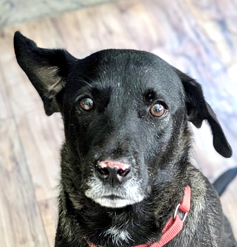 Enlarge Duke, a Adoptable Black Labrador Retriever in Ladson, SC image 1/5
