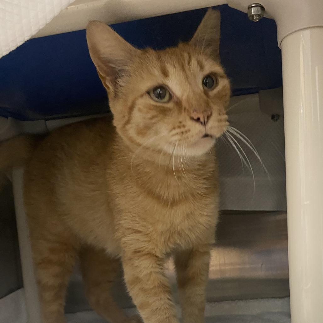 Enlarge Cosmo 2, a Adoptable Domestic Short Hair in Philadelphia, PA image 1/3