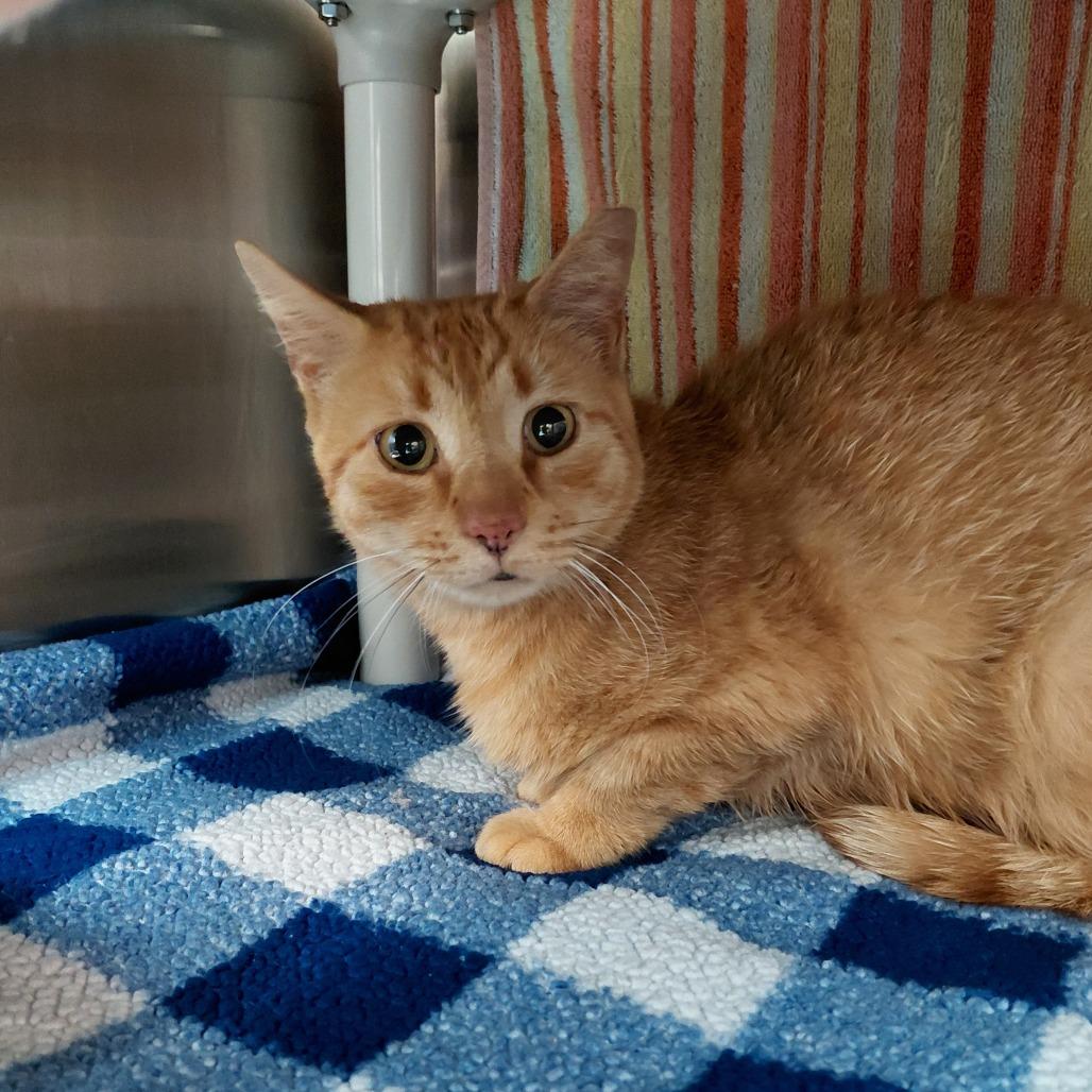 Enlarge Cosmo 2, a Adoptable Domestic Short Hair in Philadelphia, PA image 2/3