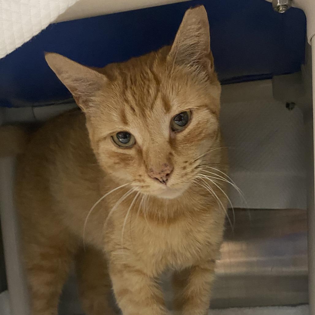 Enlarge Cosmo 2, a Adoptable Domestic Short Hair in Philadelphia, PA image 3/3