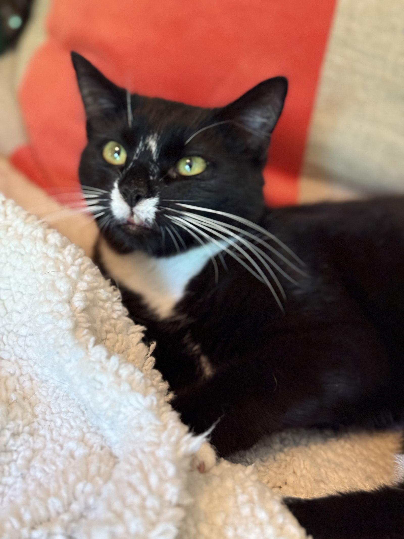 Enlarge Wednesday, a Adoptable Domestic Short Hair in North Wilkesboro, NC image 1/3