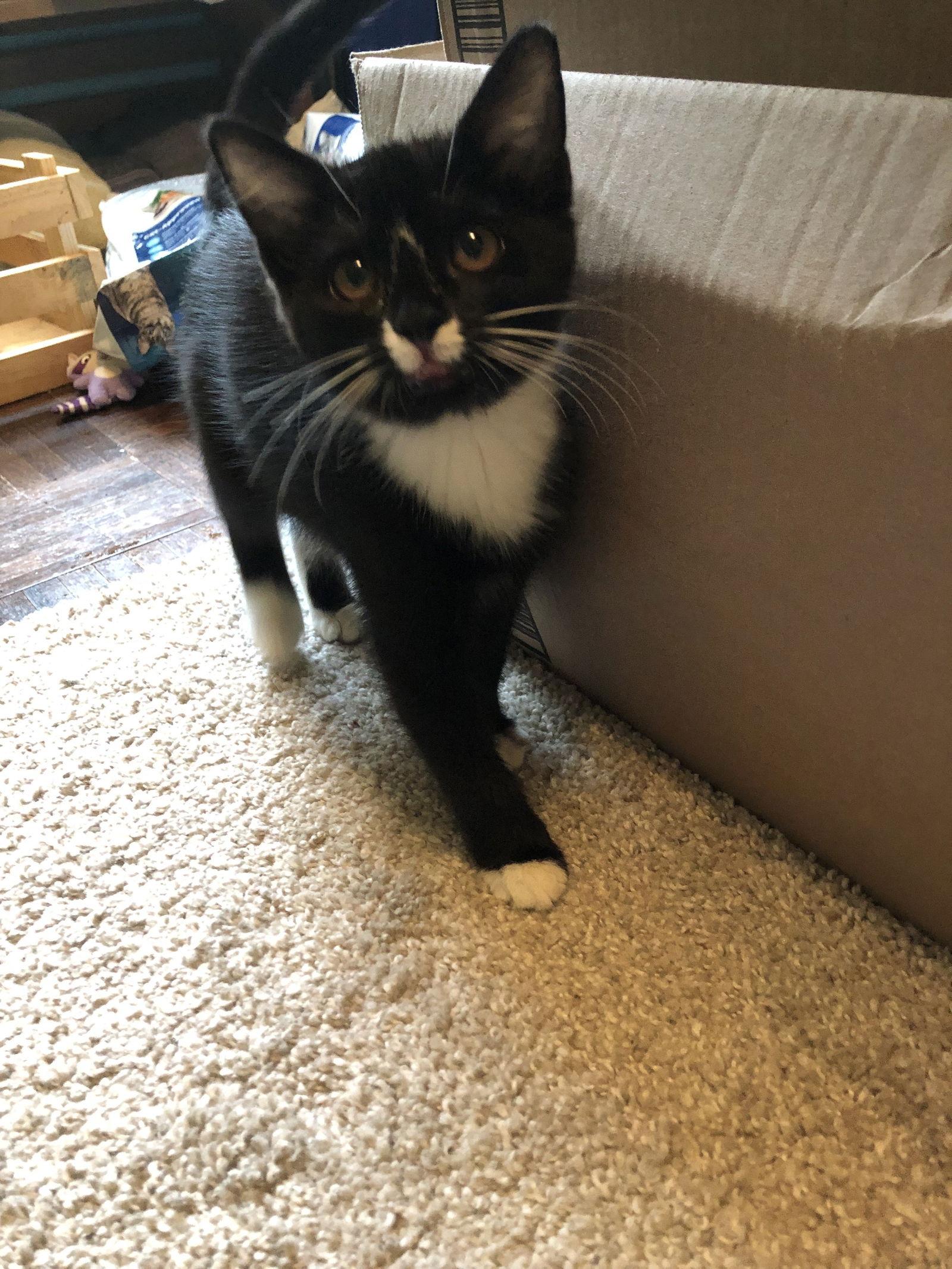 Enlarge Wednesday, a Adoptable Domestic Short Hair in North Wilkesboro, NC image 2/3